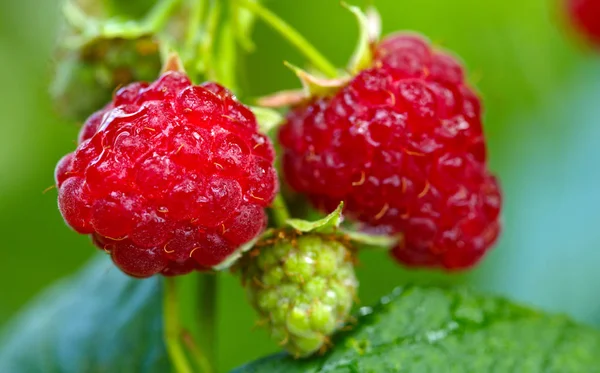 Close-up of the ripe raspberry in the fruit garden. Stock Picture