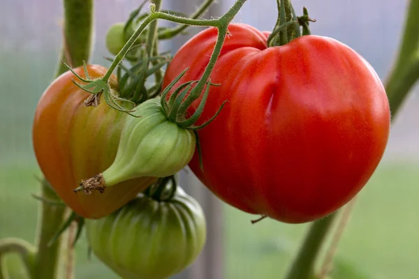 Tomates géantes Coeur de taureau poussant sur la branche . — Photo