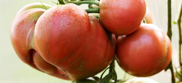 Tomates gigantes que crecen en la rama —  Fotos de Stock