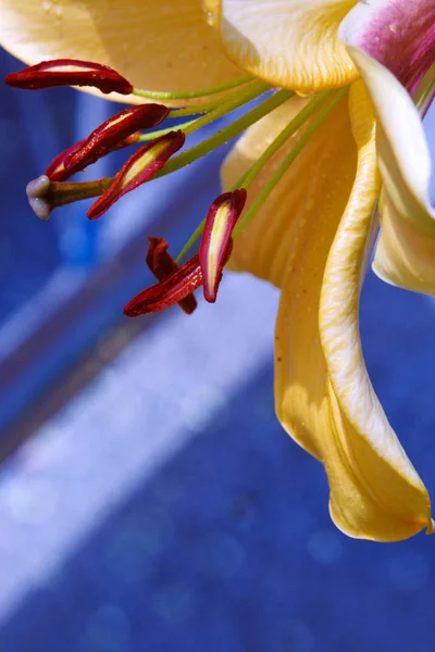 Lilly closeup λουλούδι. — Φωτογραφία Αρχείου