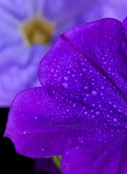 Primer plano de la hermosa petunia púrpura . — Foto de Stock