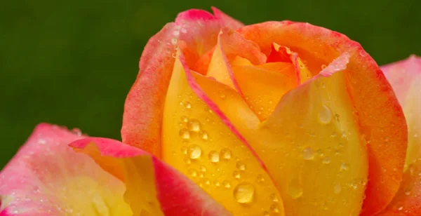 Amarelo com rosa borda nobre rosa. Macro shot . — Fotografia de Stock