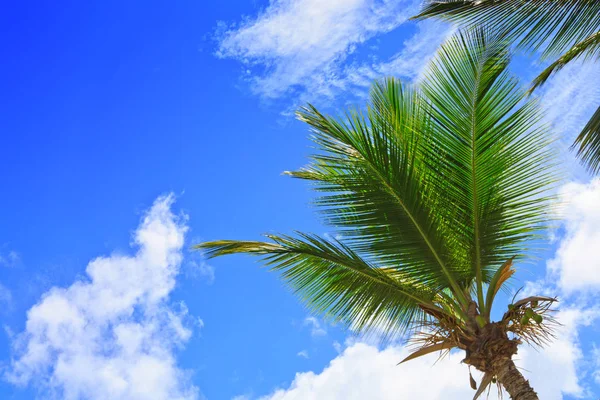 Palmbomen en blauwe lucht achtergrond. — Stockfoto