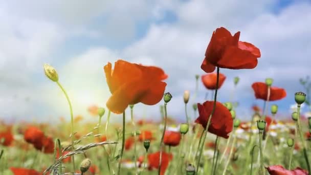 Poppies field in rays sun. — Stock Video