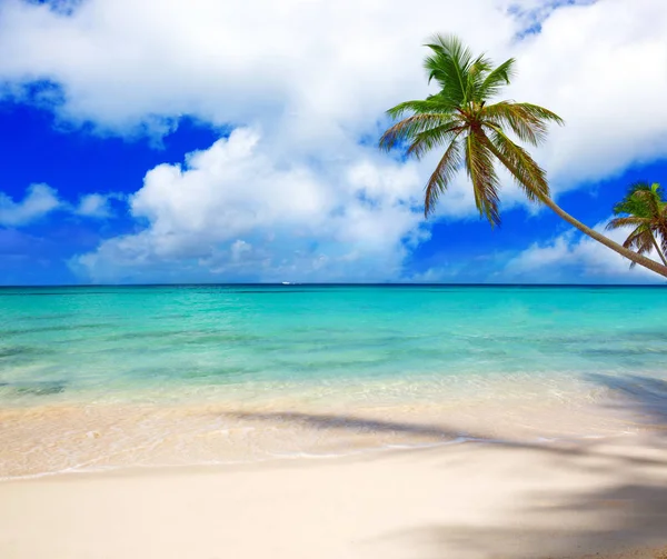 Caribbean sea and palm tree. — Stock Photo, Image