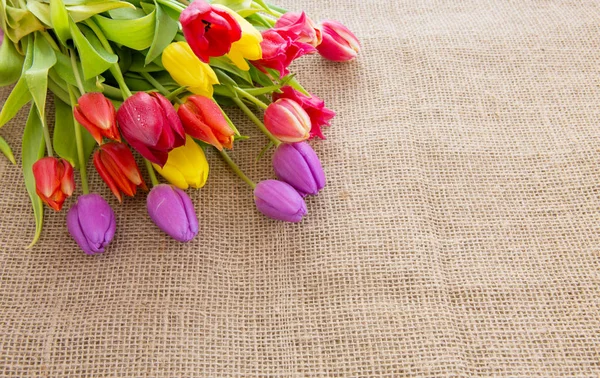 Wiosną tulipany kolorowy na białym tle. — Zdjęcie stockowe