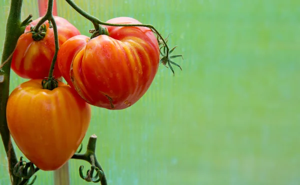 Tomates russes orange mûres naturelles  . — Photo