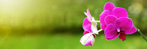 Rózsaszín orchidea virágok háttér. — Stock Fotó