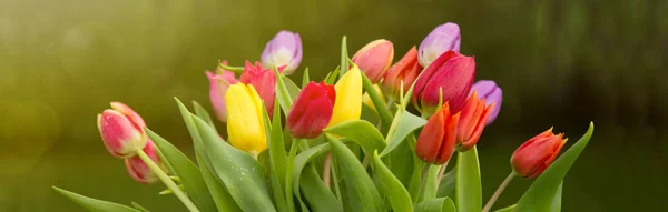 Primavera tulipani colorati isolati . — Foto Stock