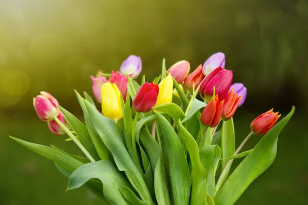 Primavera tulipanes coloridos aislados . — Foto de Stock