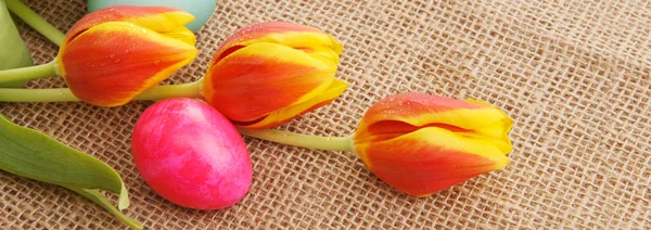 Tulipas de primavera com ovos de páscoa coloridos . — Fotografia de Stock