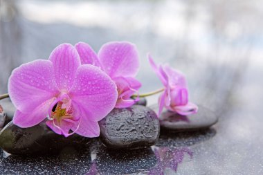 Pembe orkide ve siyah taş yakın çekim.