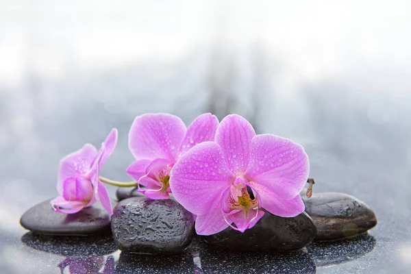 Pink orchid och svarta stenar på nära håll. — Stockfoto