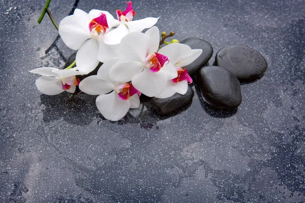 Orquídea blanca y piedras negras de cerca . — Foto de Stock
