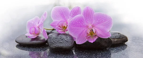 Três orquídeas rosa e pedras negras close-up. — Fotografia de Stock