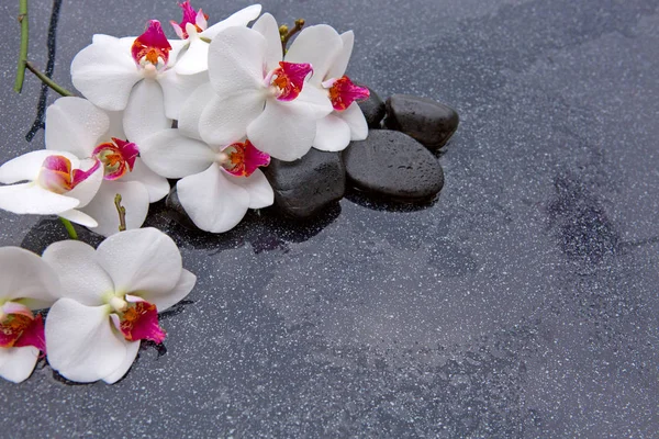 Piedras de spa y orquídea blanca sobre fondo gris . — Foto de Stock