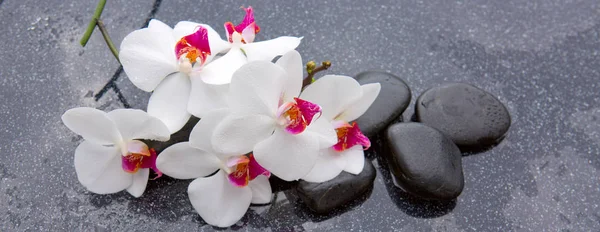 Spa stones and white orchid on grey background. — Stock Photo, Image