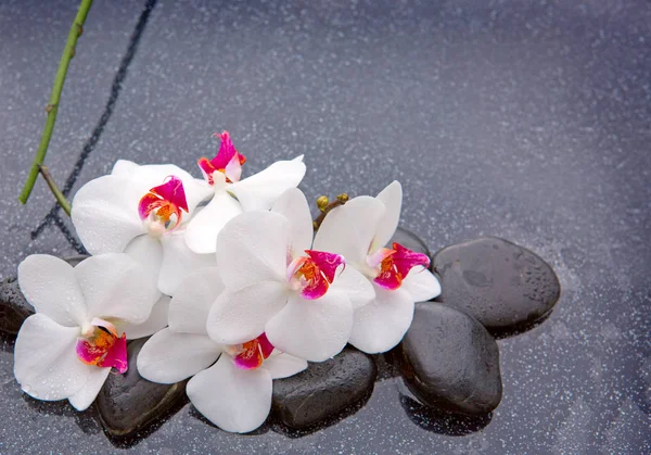 Pedras de spa e orquídea branca sobre fundo cinza . — Fotografia de Stock