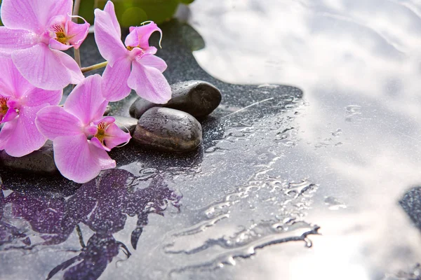 Kamienie spa i różowa orchidea na szarym tle. — Zdjęcie stockowe