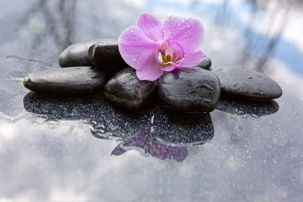 Enda orkidé blomma och svarta stenar. — Stockfoto