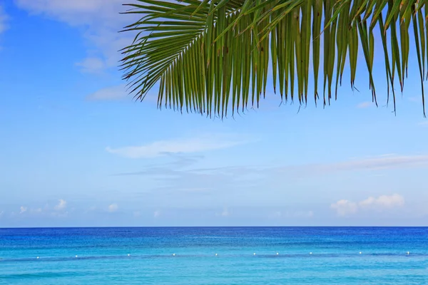 Hermosa palmera y mar caribeño . —  Fotos de Stock