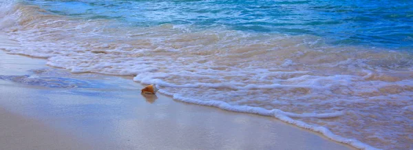 Морська мушля на узбережжі Карибського моря. — стокове фото