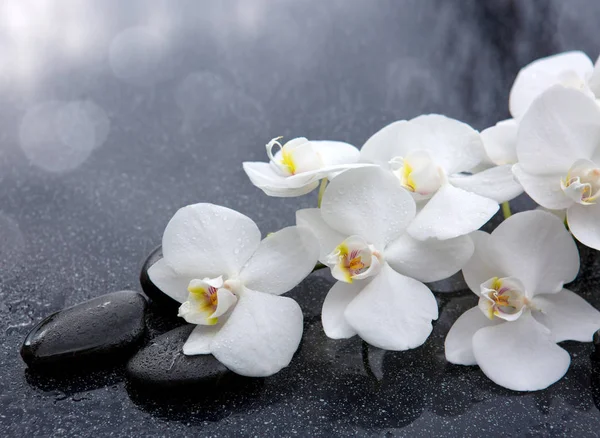 Orquídea branca e pedras pretas fechar . — Fotografia de Stock