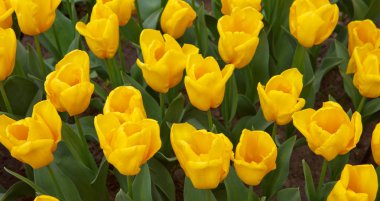 Sarı laleler arka plan.