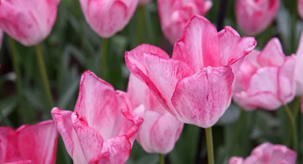 Рожеві тюльпани фону . — стокове фото