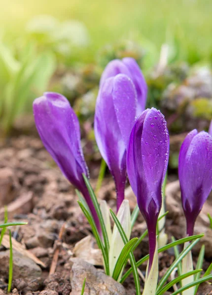 Purple crocuses in spring garden. — Stock Photo, Image