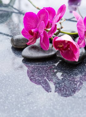 PNK orkide ve siyah taşları kapat.