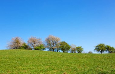 Çiçekli ağaçlar çayır ve mavi gökyüzü.