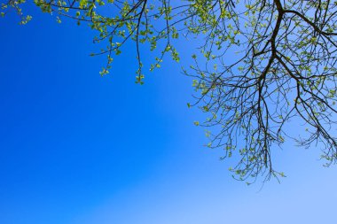 Güzel ağaç dalı mavi gökyüzü arka plan üzerinde.