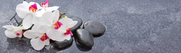 Spa taşlar ve gri arka plan üzerinde beyaz orkide. — Stok fotoğraf
