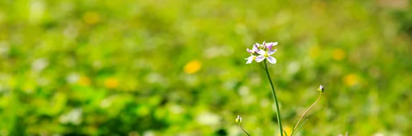 Única flor branca isolada . — Fotografia de Stock