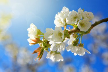 Çiçeği ağaç dalları ile gökyüzü arka plan.