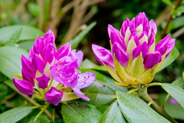 Güzel pembe Rhododendron.