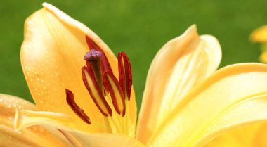 Lilly flower portre.