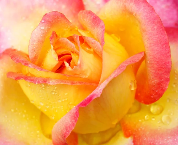 黄色，粉红色边高贵玫瑰。微距拍摄. — 图库照片