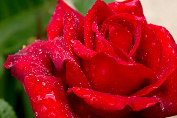 Schöne rote Rose aus nächster Nähe. — Stockfoto