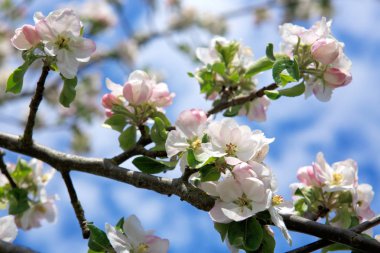 Çiçeği ağaç dalları ile gökyüzü arka plan.