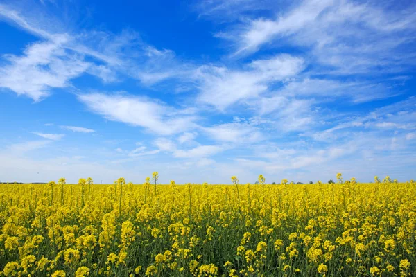 Campo de violación y cielo azul . — Foto de Stock