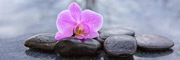 Orquídea rosa e pedras de basalto no fundo preto . — Fotografia de Stock