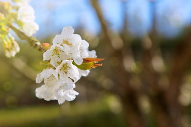 İzole çiçeği ağaç dalları.