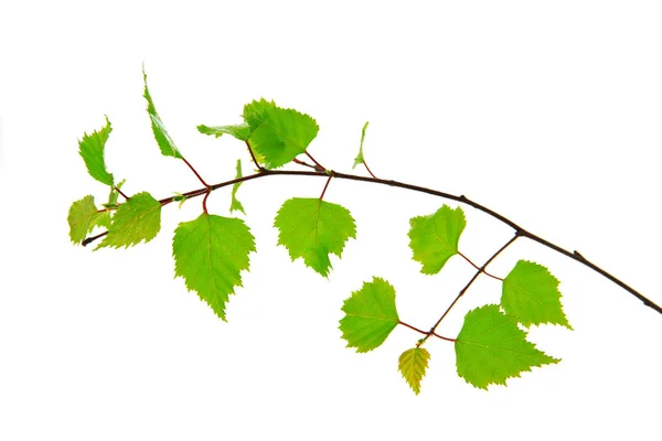 Birch leaves of the tree isolated on the white background. — ストック写真