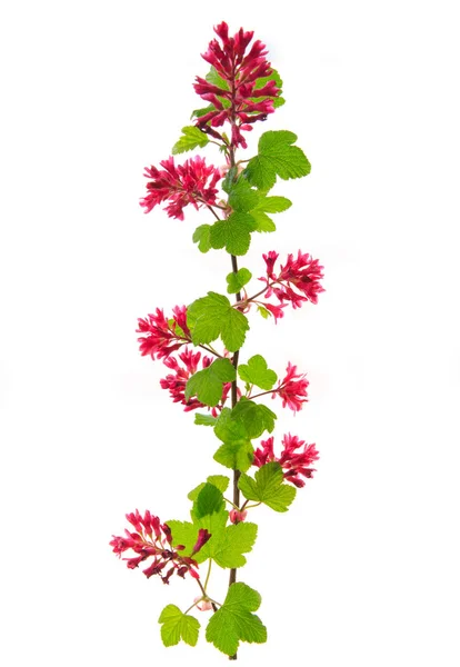 Blod vinbär blommor isolerad på vit. — Stockfoto