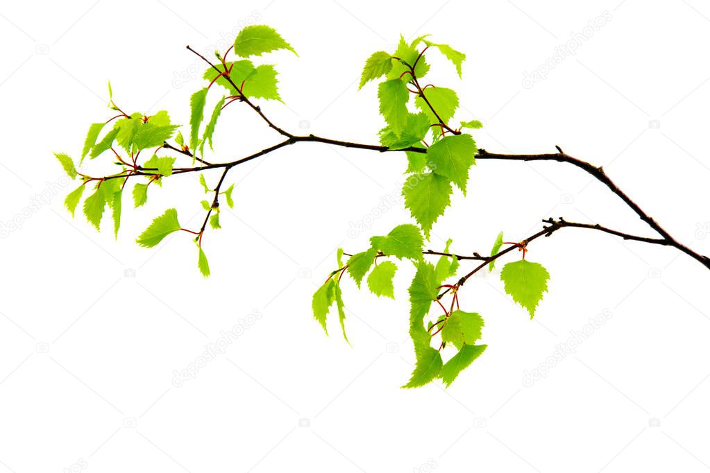 Birch leaves isolated on the white background.