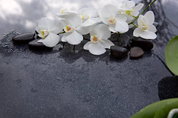 Orquídea branca e pedras pretas fechar . — Fotografia de Stock