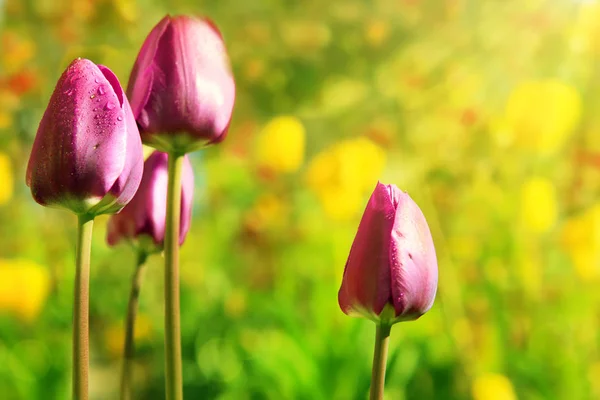 Groupe de tulipes roses poussant dans le jardin . — Photo