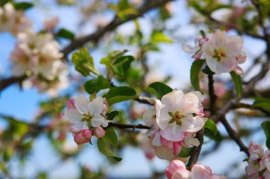 Çiçeği ağaç dalları ile gökyüzü arka plan.